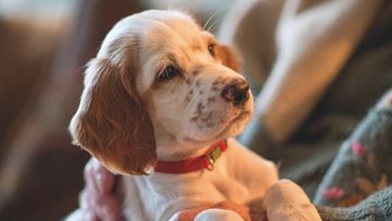Residents enjoy heart-warming animal therapy at Calverton care home